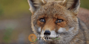 foxbit