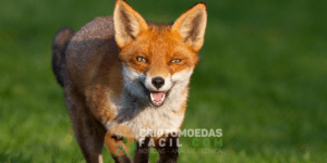 foxbit