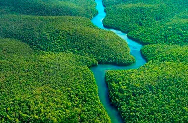 Coinpayments Anuncia Parceria Com Rainforest Em Acao Na Floresta Amazonica